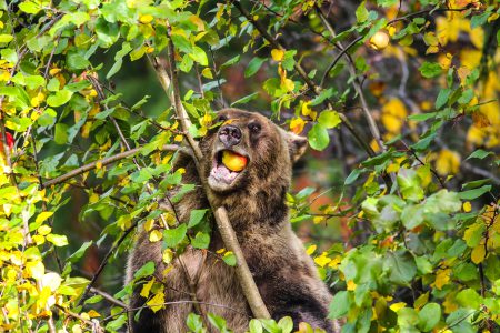 BC SPCA: Newly launched wine protects B.C. bears
