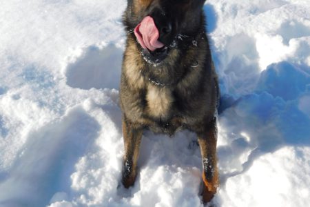 Police Service Dog Jimmy pivotal in recent fentanyl arrest