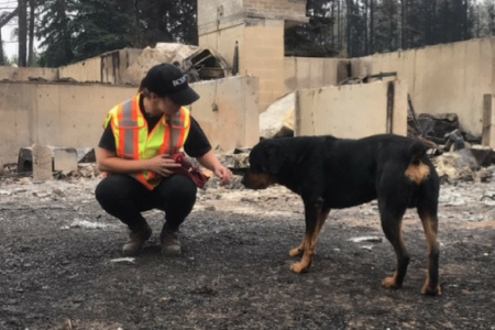 BC SPCA urges British Columbians to speak out on emergency legislation