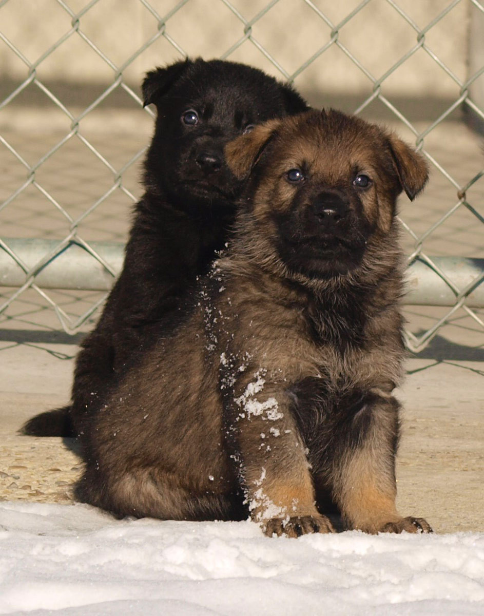 Calling all kids: RCMP Name That Puppy Contest!