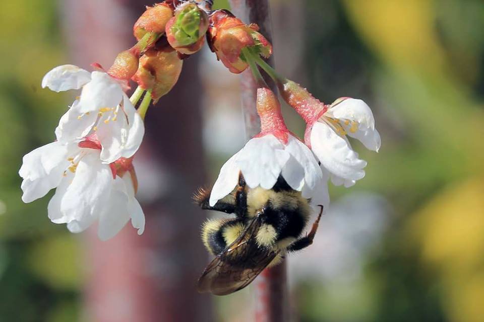 Bee-lieve it: B.C. celebrates the Day of the Honey Bee