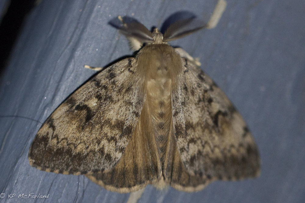 Gypsy moth aerial spray treatment begins May 15 outside Castlegar