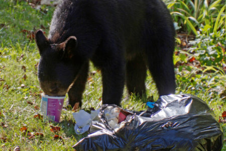 Trail RCMP forced to destroy habituated bear