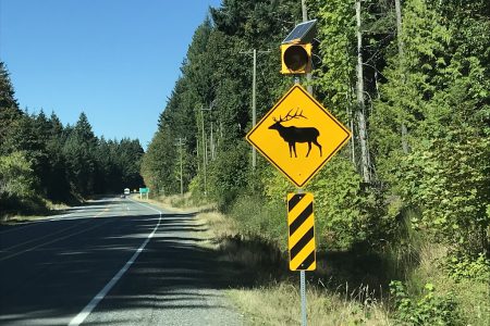 Watch for deer: rutting season is here