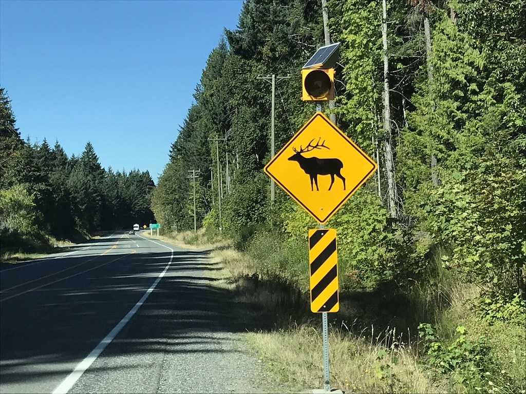 Watch for deer: rutting season is here