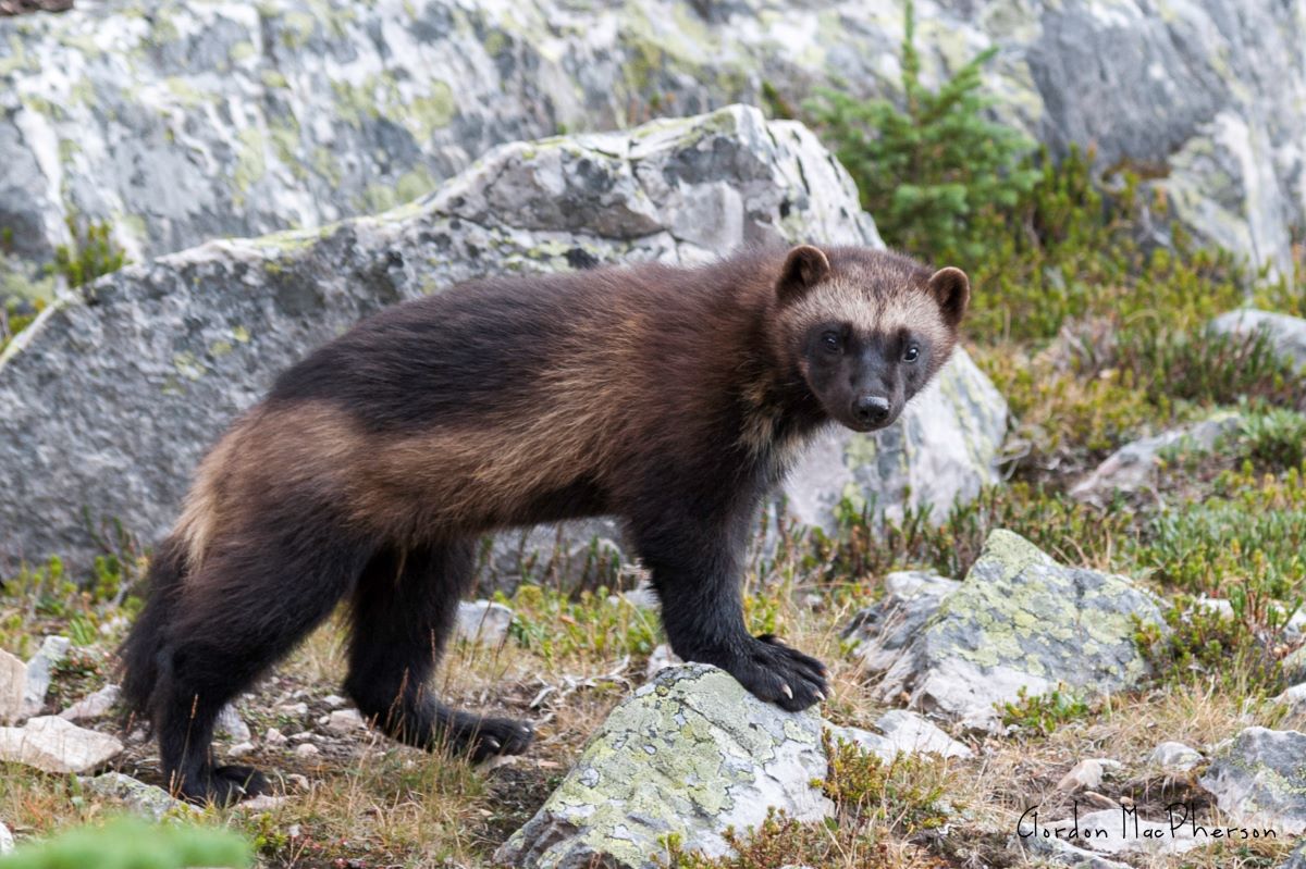 Wolverine research boosted by citizen science