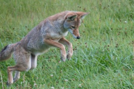 BC SPCA counsels parents/pet owners on handling coyote encounters