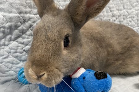 BC SPCA reminds public to spay or neuter pets after large rabbit intake