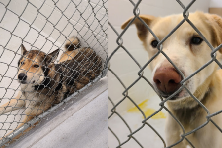 BC SPCA seizes 40 dogs from controversial sled dog operation near Salmo