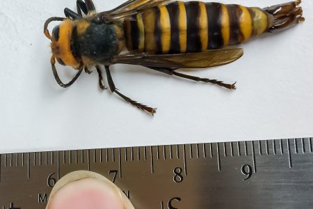 BC, US team up to fight Asian Giant hornet (so-called 'murder hornet') influx