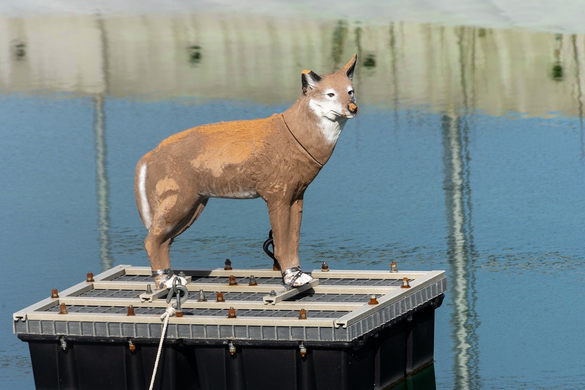 Cougar-coyote confusion clarified by cops