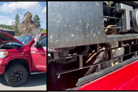 Mounties work together to free massive bird of prey trapped behind pickup trucks grill