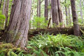 Wildsight OP/ED: Globally unique old growth falls as BC fails to act
