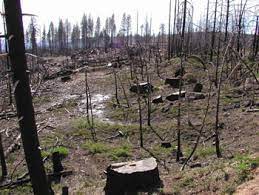 OP/ED: BC needs to drastically change post-fire logging