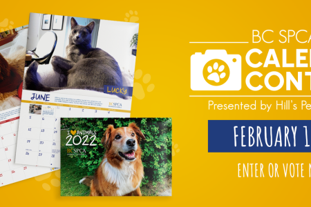 Enter your pet in the BC SPCA’s Calendar Contest, Feb 1–14