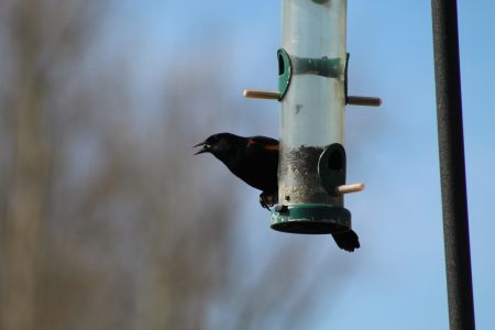 BC SPCA asks public to remove bird feeders due to avian influenza outbreak