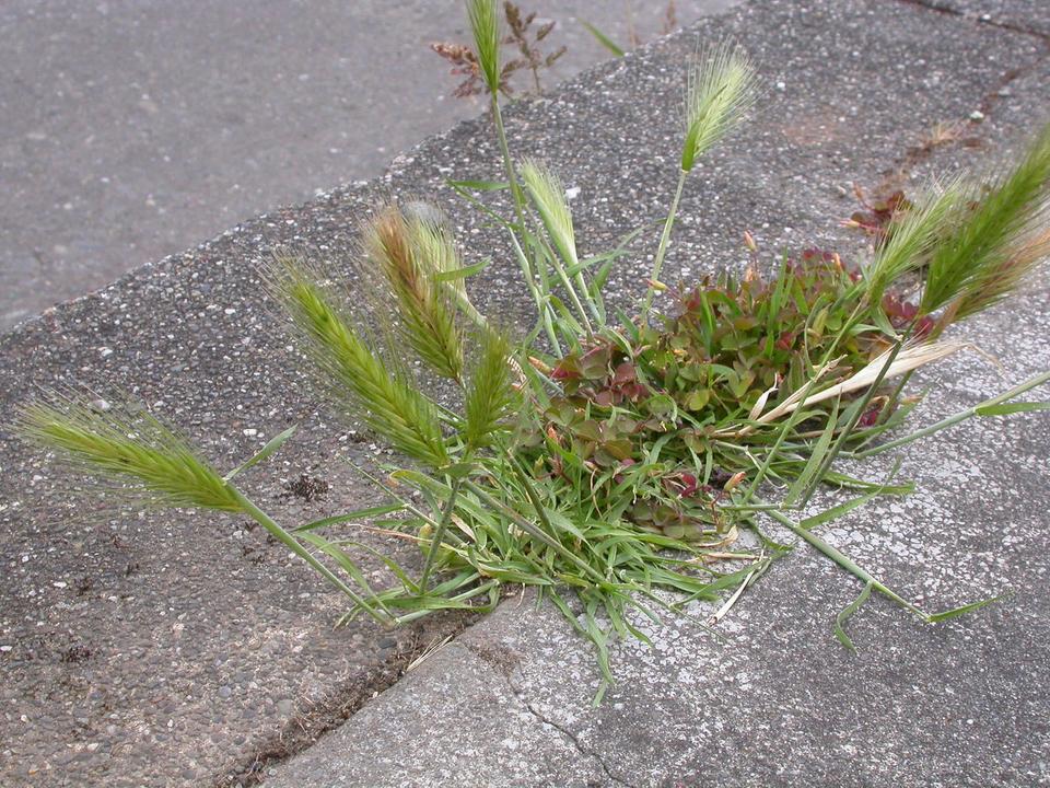 Castlegar Notice of Weed Control - Hard Surfaces