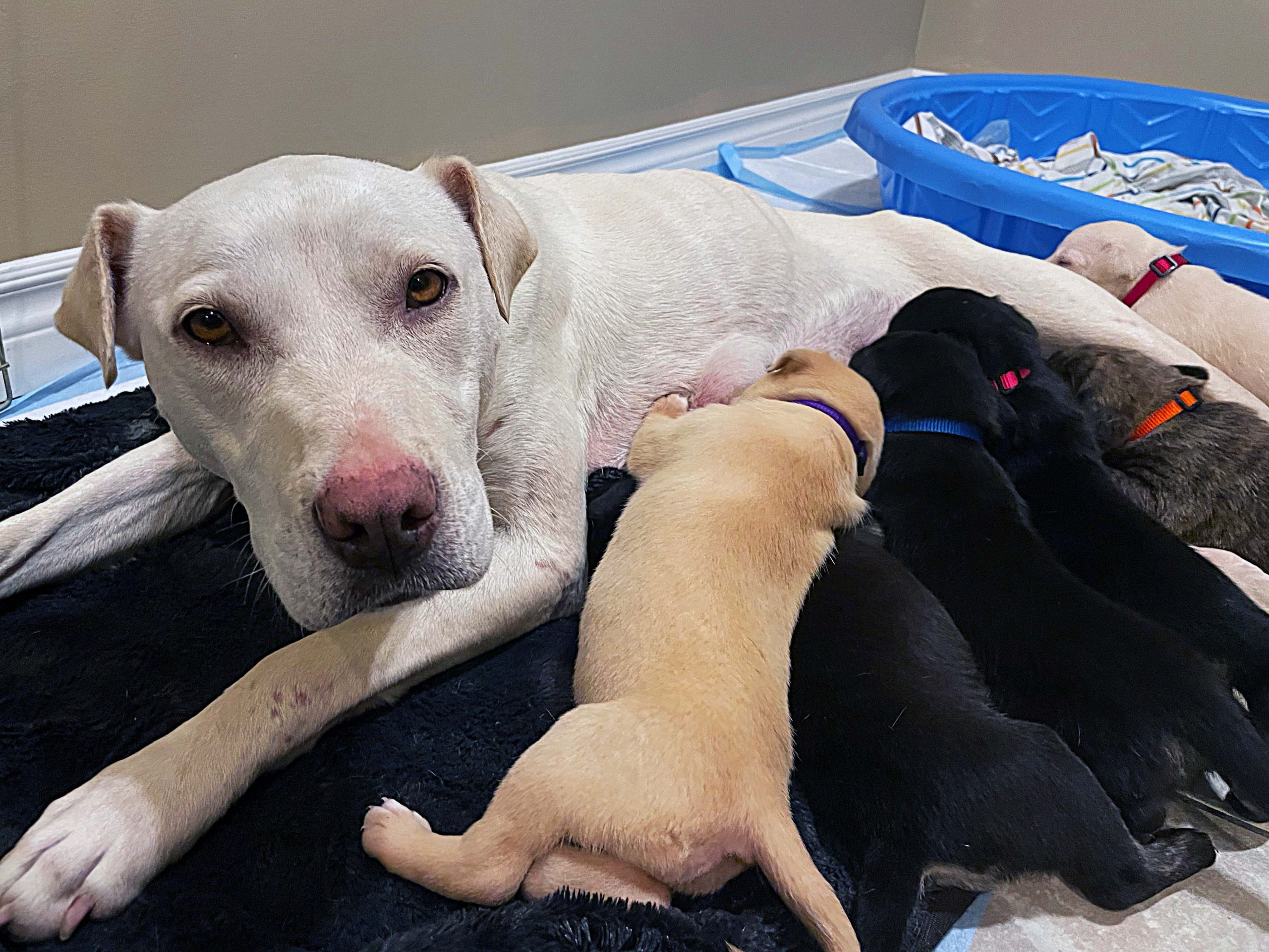Amazing Doggy Mom leads SPCA officer to her newborn puppies