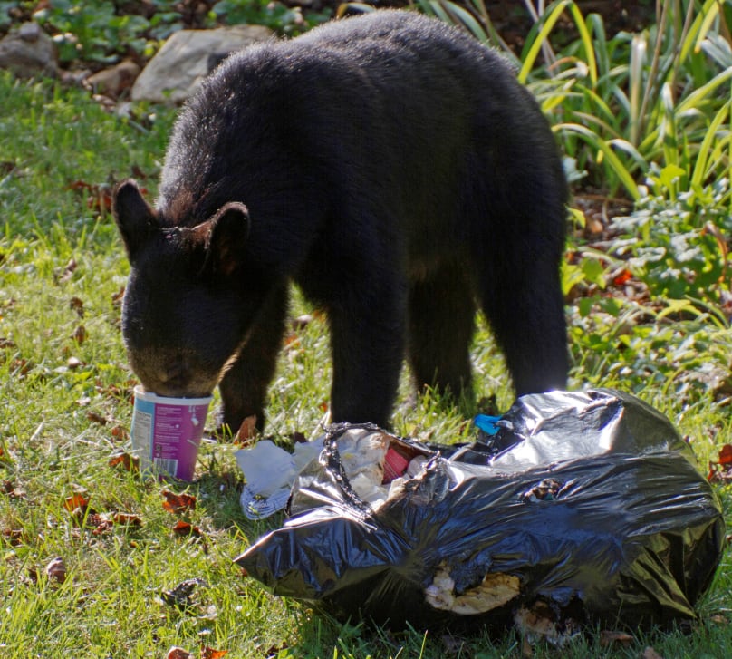 Castlegar and WildSafeBC Urge Residents to Secure Bear Attractants