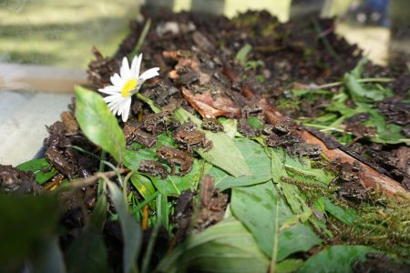 Come save the the toadlets in this fun, free, family event