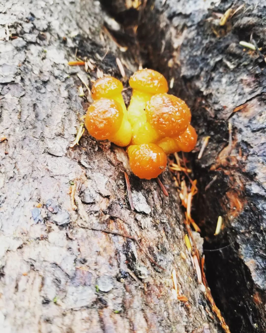 The New Kootenay Mushroom Festival Has Sprung Up!