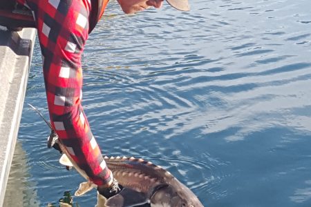 Lower Columbia River White Sturgeon Habitat Restoration Project