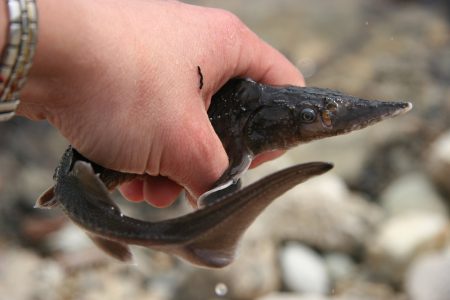 Lower Columbia River White Sturgeon Habitat Restoration Project Update