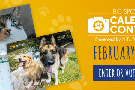 Enter your pet in the BC SPCA’s Calendar Contest, Feb 1–18