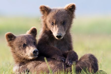 Bear Smart Season - Do Your Part to Help Protect Bears