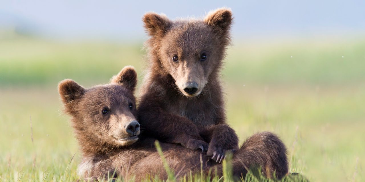Bear Smart Season - Do Your Part to Help Protect Bears