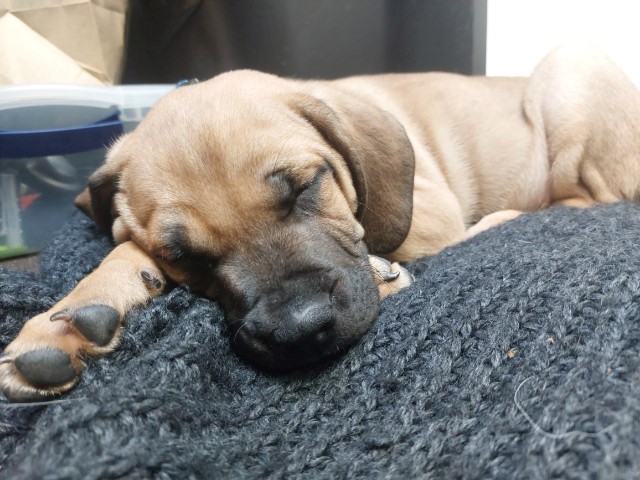 RCMP investigate alleged puppy-napping