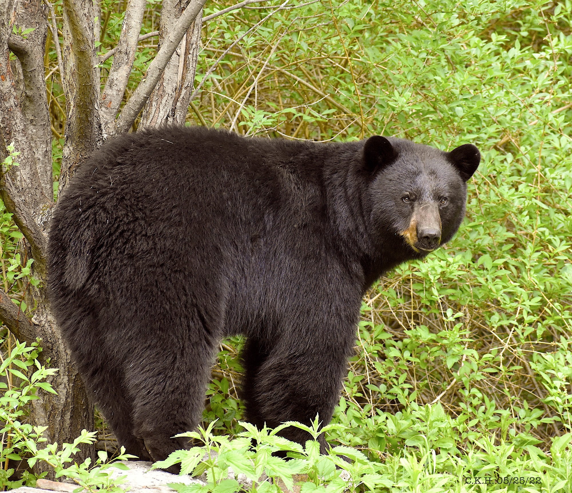 Castlegar, Nelson among top three worst communities for killing black bears