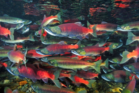 Taking stock: re-stock of kokanee and fish for predators has begun on Kootenay Lake