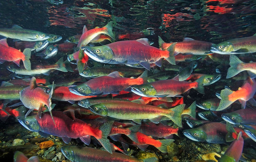 Taking stock: re-stock of kokanee and fish for predators has begun on Kootenay Lake
