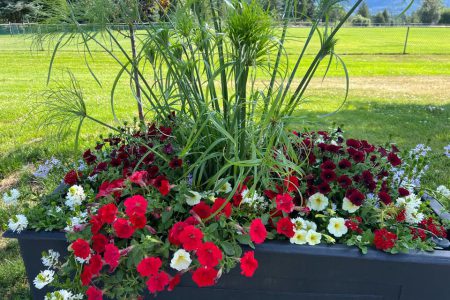 Castlegar Floral Displays in Distress