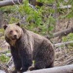 OP/ED: BC's Explanations for Harmful Changes to Grizzly Bear Management Misleading