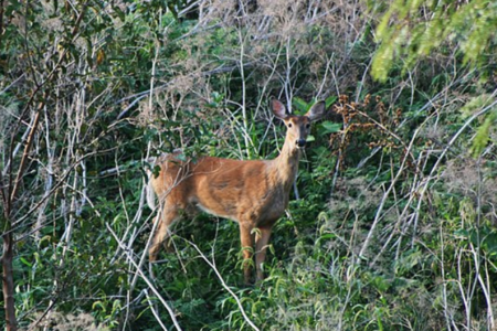 Kootenay region site of first cases of chronic wasting disease in deer