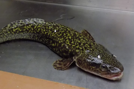 Burbot recovery in Kootenay River system will begin in spawning season
