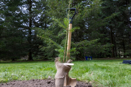 B.C. plants its 10-billionth tree