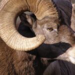 Wildlife overpass near Radium will enhance safety for drivers, bighorn sheep