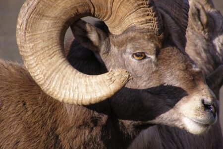 Wildlife overpass near Radium will enhance safety for drivers, bighorn sheep