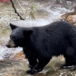 Bear season ‘unprecedented’ and likely to continue if measures not taken: WildsafeBC coordinator