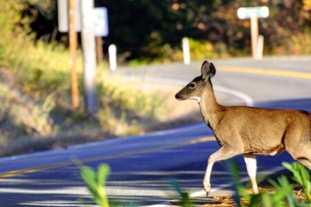 Kootenay drivers urged to be on alert to prevent wildlife collisions