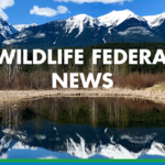 ELECTION 2024 OP/ED: Wildlife should be managed at arm's length from politicians