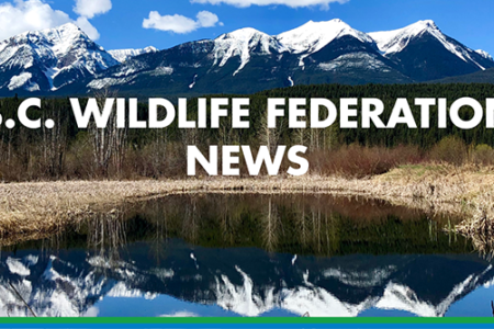 ELECTION 2024 OP/ED: Wildlife should be managed at arm's length from politicians