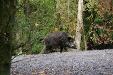 Invasive pigs are no joke: B.C. campaign urges public to act