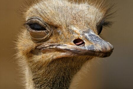 BC RCMP’s role in the enforcement of Canadian Food Inspection Agency Warrant to Search the Universal Ostrich Farm