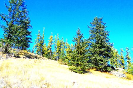 BC Ministry of Mines grants West High Yield a permit for Record Ridge mine