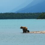 Op/Ed:  Calls to bring back grizzly hunt are not based on science