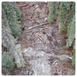 Province: 2025 a banner year for wildfire salvage